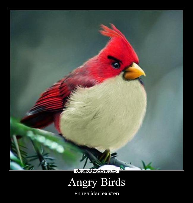 Angry Birds - En realidad existen