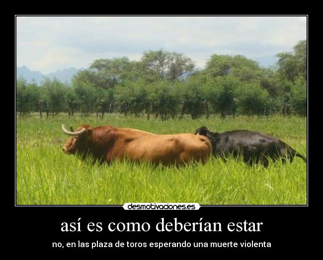 carteles toros desmotivaciones