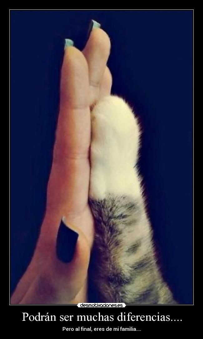 Podrán ser muchas diferencias.... - 