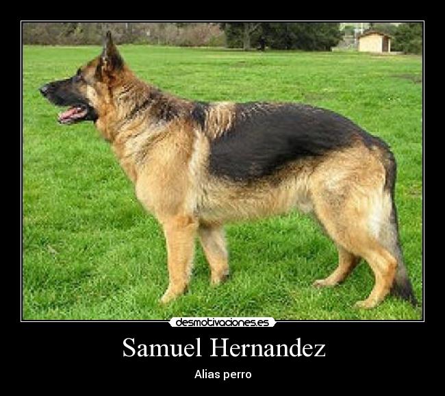 Samuel Hernandez - Alias perro