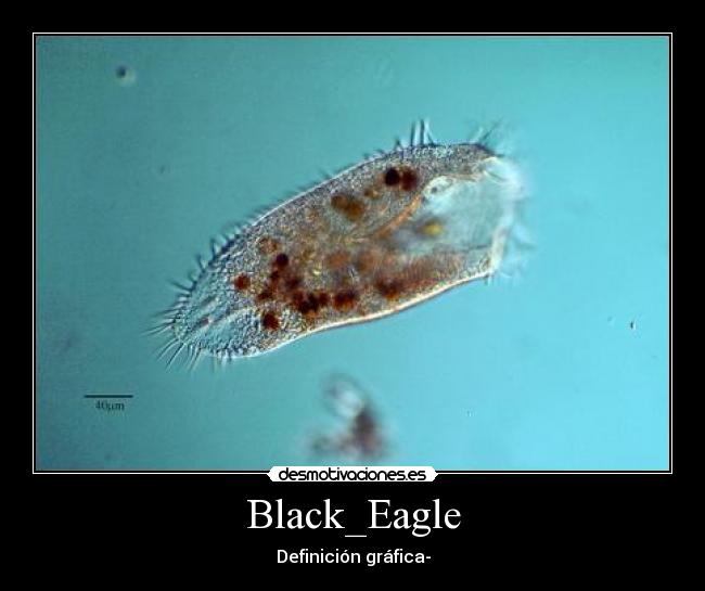 Black_Eagle - 