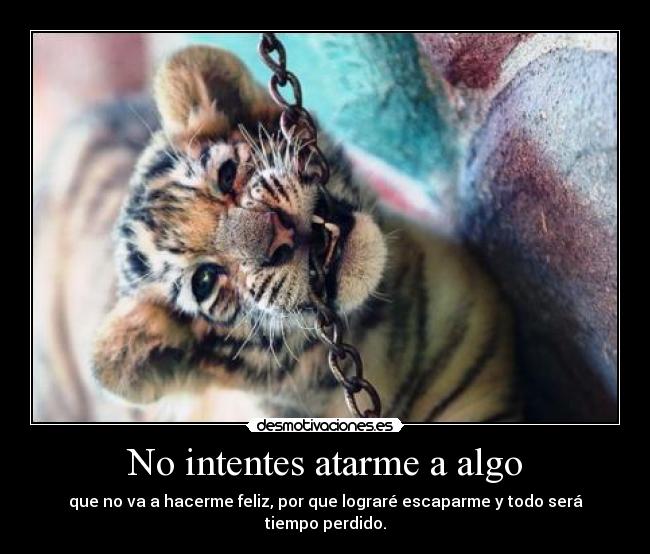 carteles tigre desmotivaciones