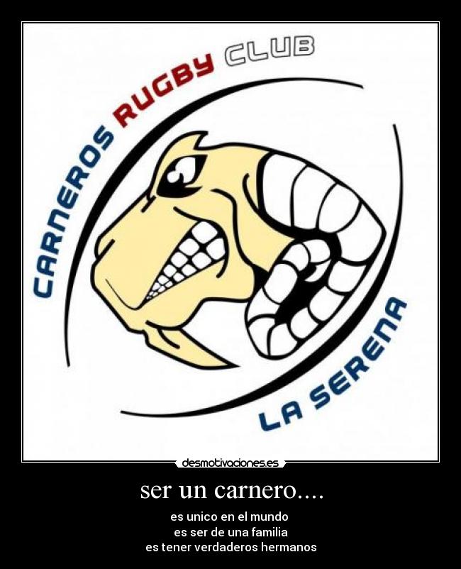 ser un carnero.... -