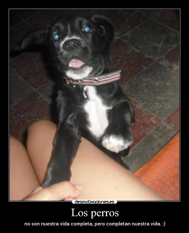 Los perros - 