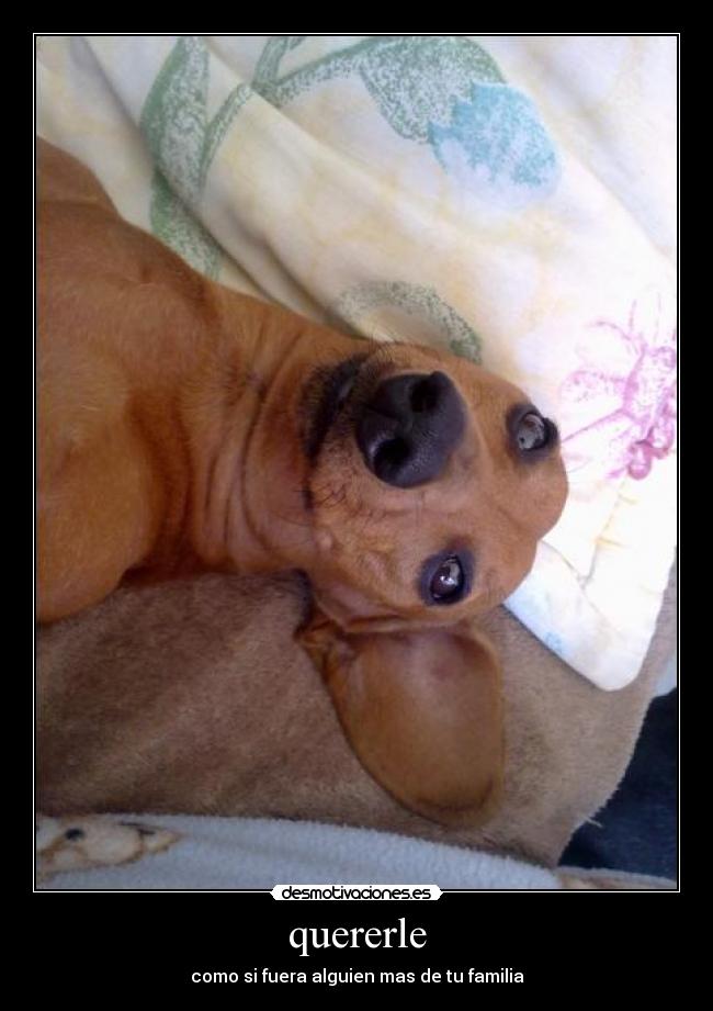 quererle - como si fuera alguien mas de tu familia