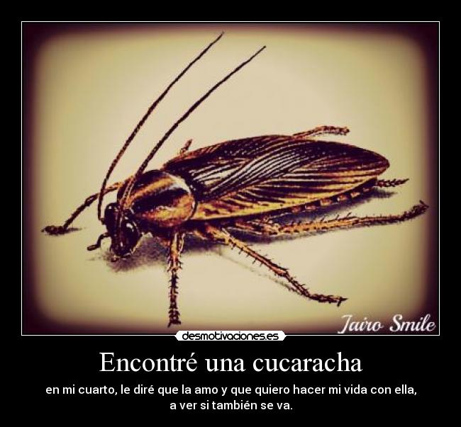 Encontré una cucaracha - en mi cuarto, le diré que la amo y que quiero hacer mi vida con ella,
a ver si también se va.