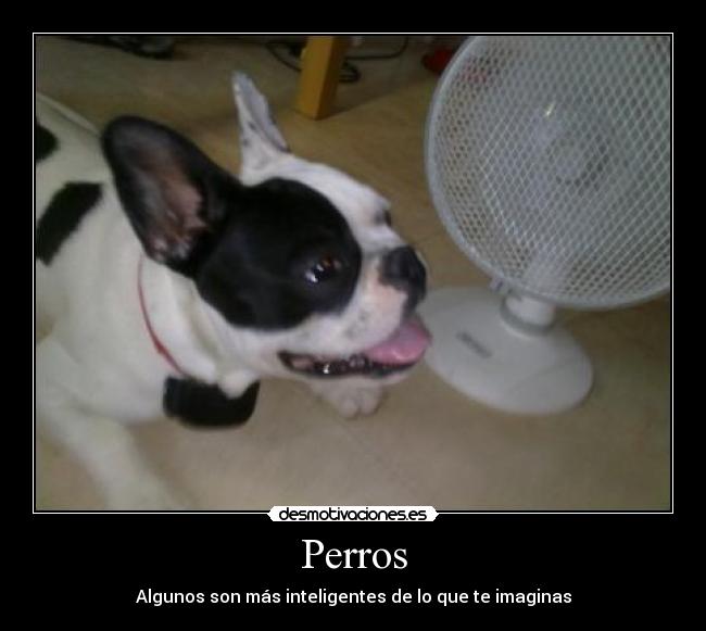 Perros - Algunos son más inteligentes de lo que te imaginas