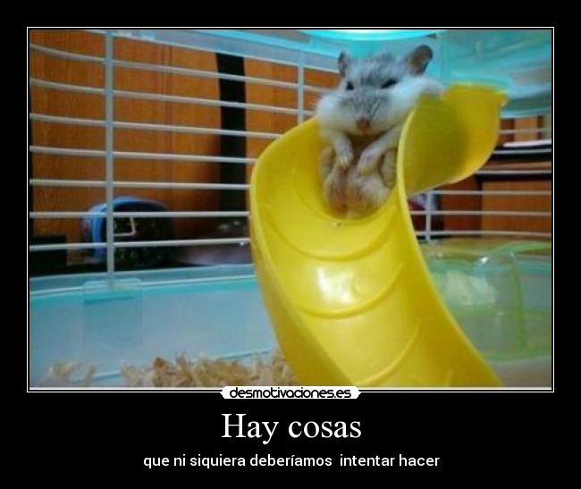 carteles hamster atrapado resbalar tobogan jajajajaja cara desmotivaciones