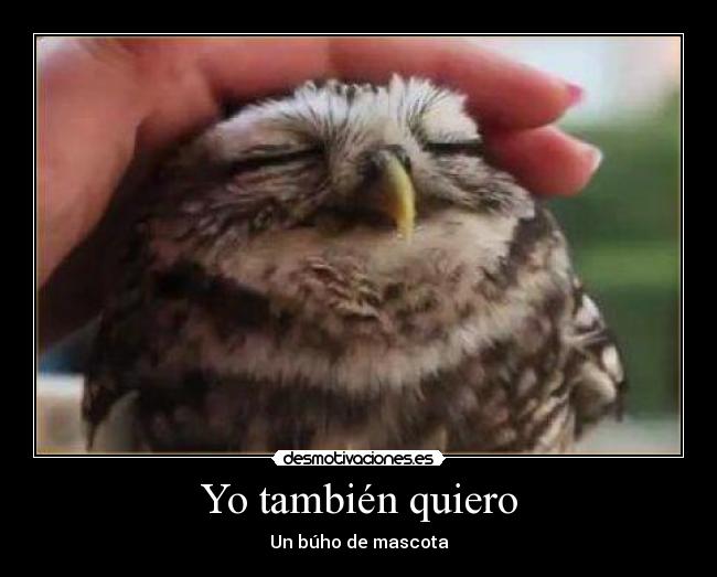 Yo también quiero - Un búho de mascota