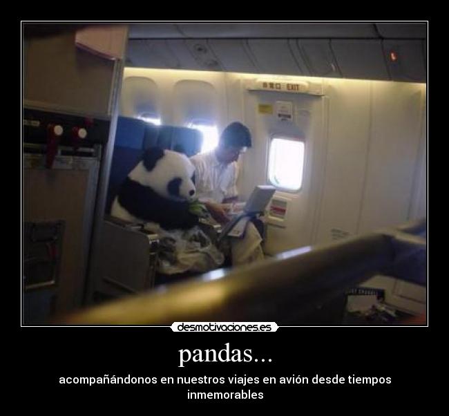 carteles pandas desmotivaciones