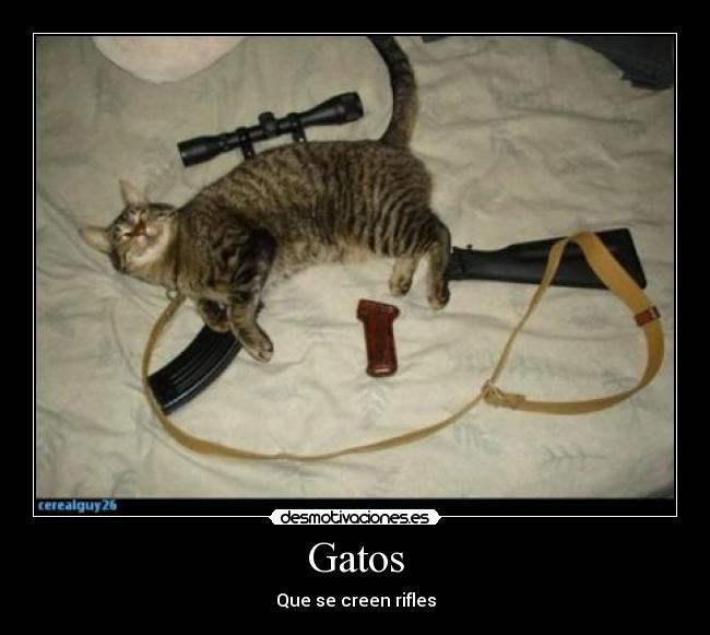 Gatos - 