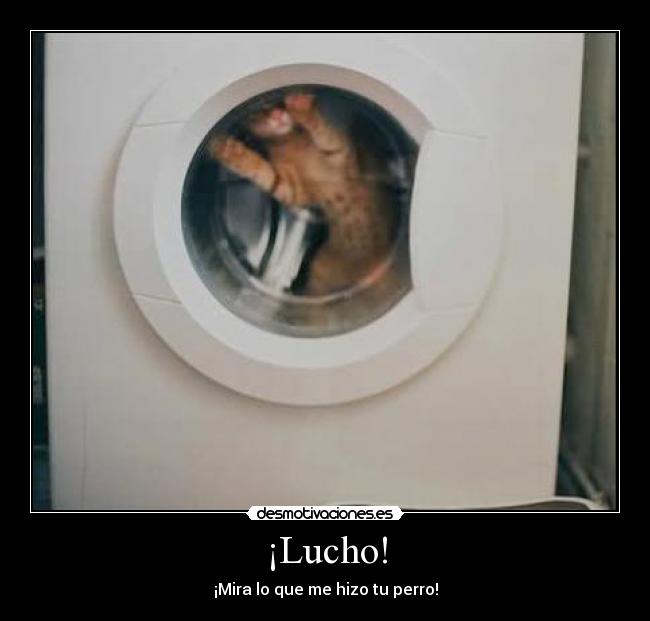 ¡Lucho! - ¡Mira lo que me hizo tu perro!