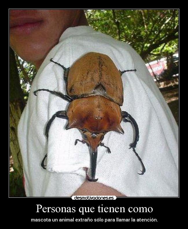 carteles llama herc escarabajo desmotivaciones