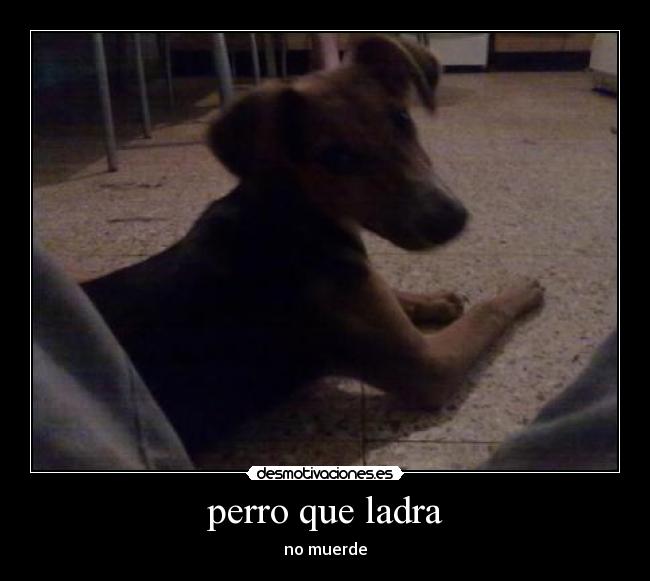 perro que ladra -