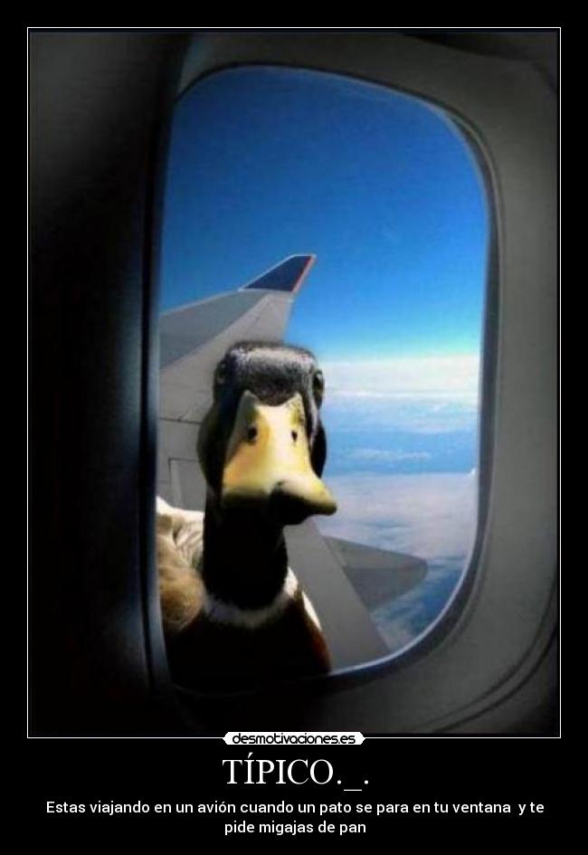 TÍPICO._. - Estas viajando en un avión cuando un pato se para en tu ventana y te
pide migajas de pan