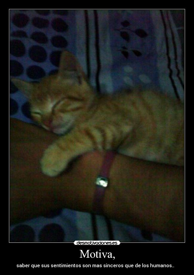 Motiva, - saber que sus sentimientos son mas sinceros que de los humanos.. ツ ♡