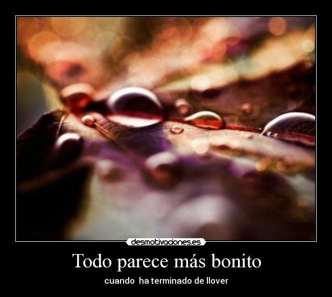 Todo parece más bonito - cuando ha terminado de llover