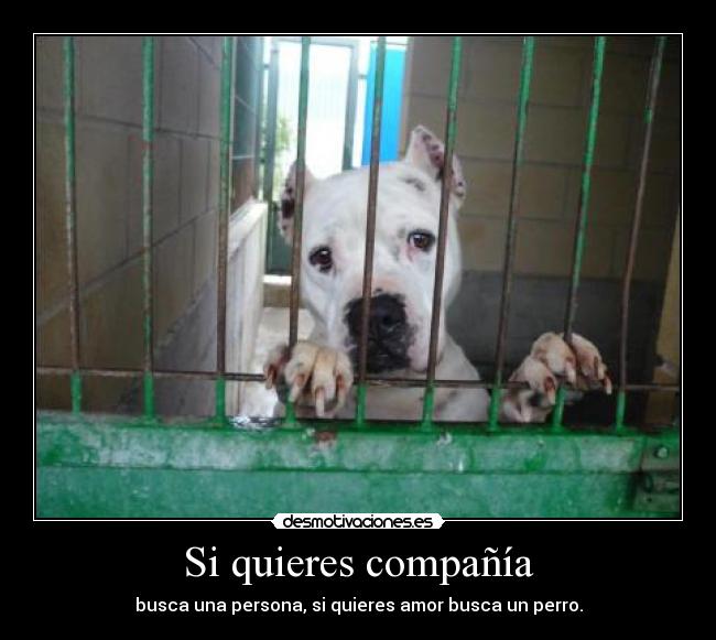 Si quieres compañía -