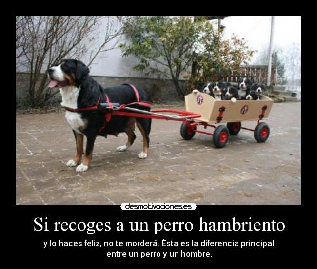 Si recoges a un perro hambriento -