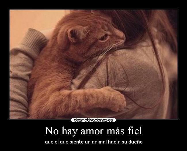 No hay amor más fiel - que el que siente un animal hacia su dueño