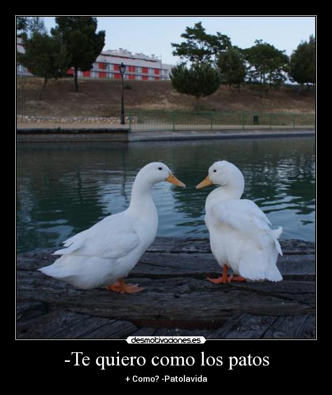 carteles patos desmotivaciones