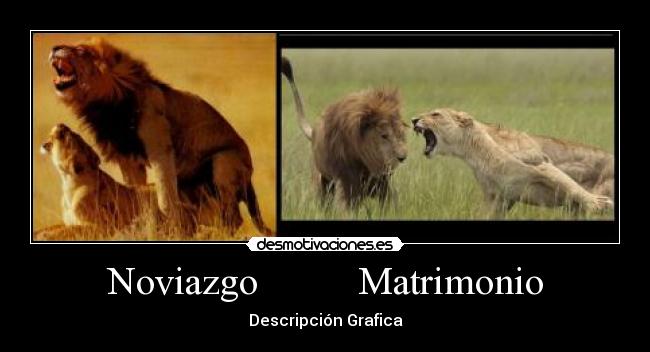 Noviazgo          Matrimonio - 