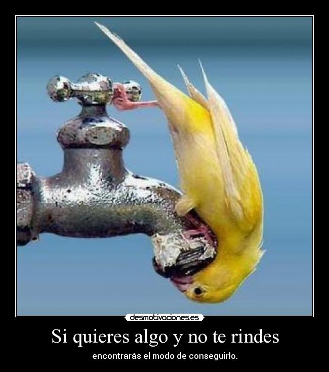 carteles canarip desmotivaciones