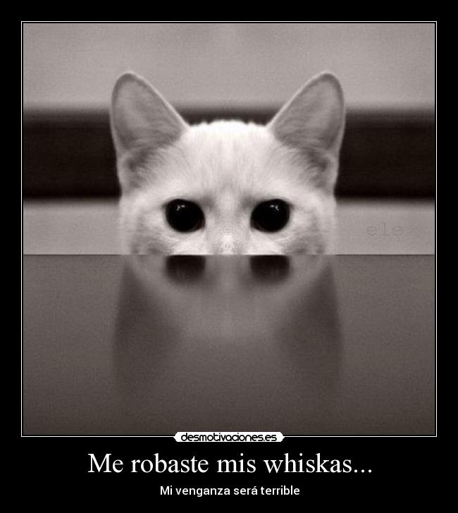 Me robaste mis whiskas... - Mi venganza será terrible