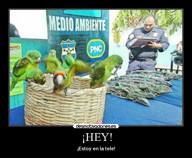 ¡HEY! - ¡Estoy en la tele!