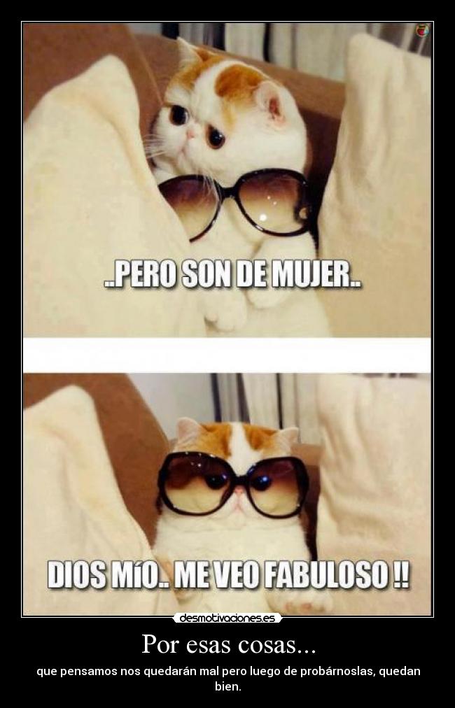 carteles gatos desmotivaciones