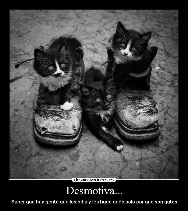 Desmotiva... - Saber que hay gente que los odia y les hace daño solo por que son gatos