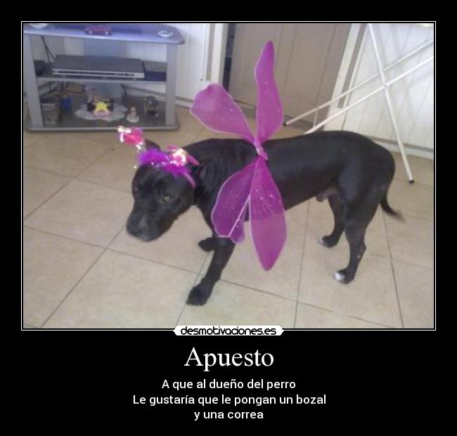 Apuesto - A que al dueño del perro
Le gustaría que le pongan un bozal
y una correa