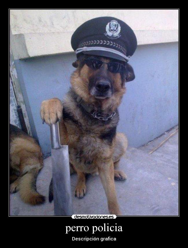 perro policia - Descripción grafica