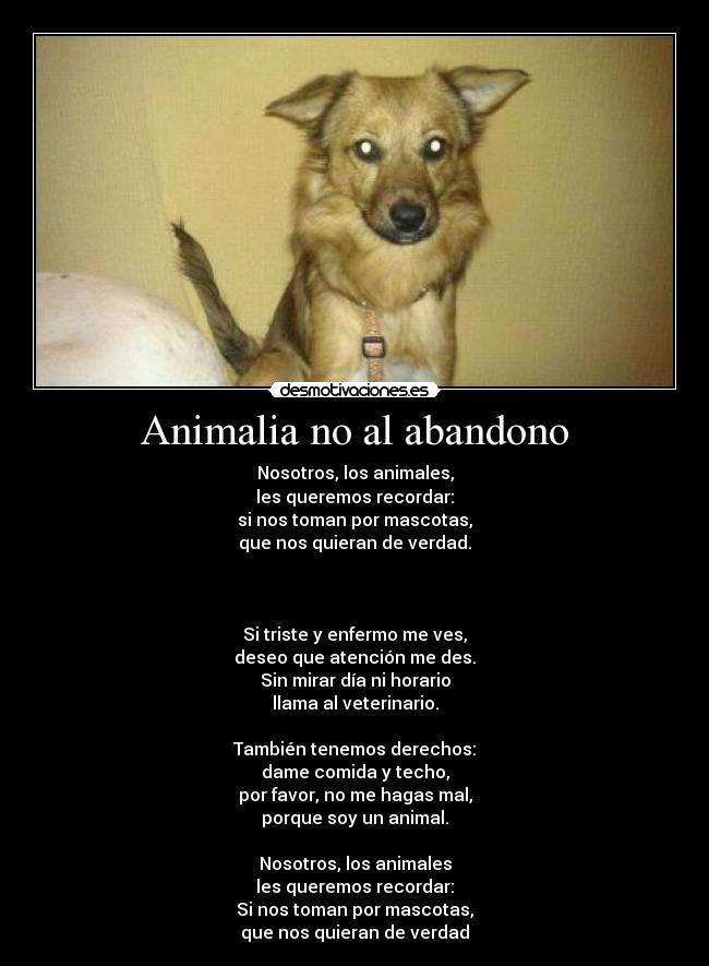 Animalia no al abandono -