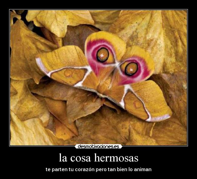 la cosa hermosas - te parten tu corazón pero tan bien lo animan