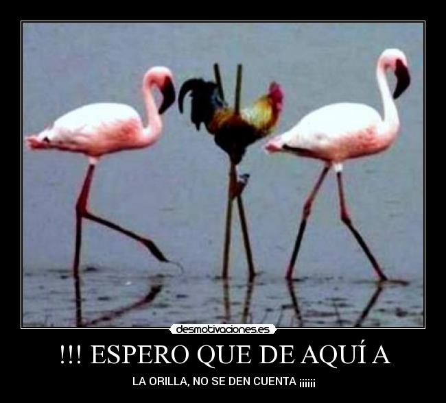 !!! ESPERO QUE DE AQUÍ A - 