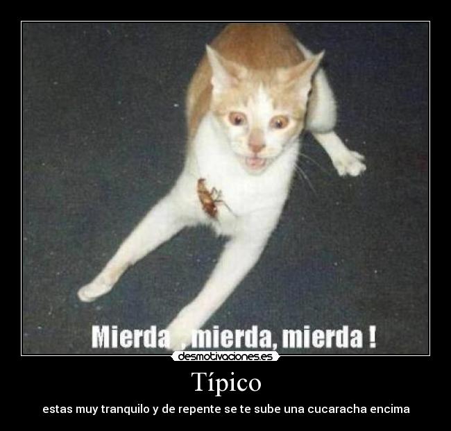 Típico - estas muy tranquilo y de repente se te sube una cucaracha encima