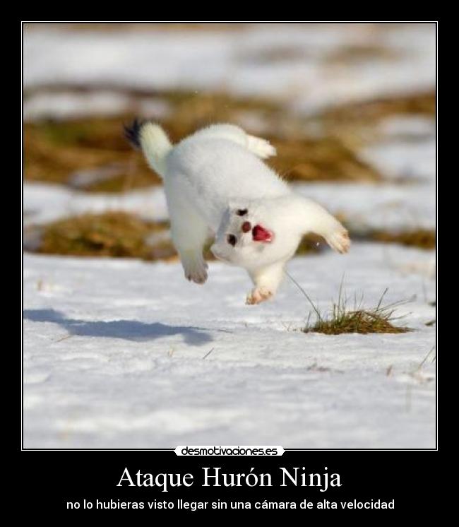 Ataque Hurón Ninja - no lo hubieras visto llegar sin una cámara de alta velocidad