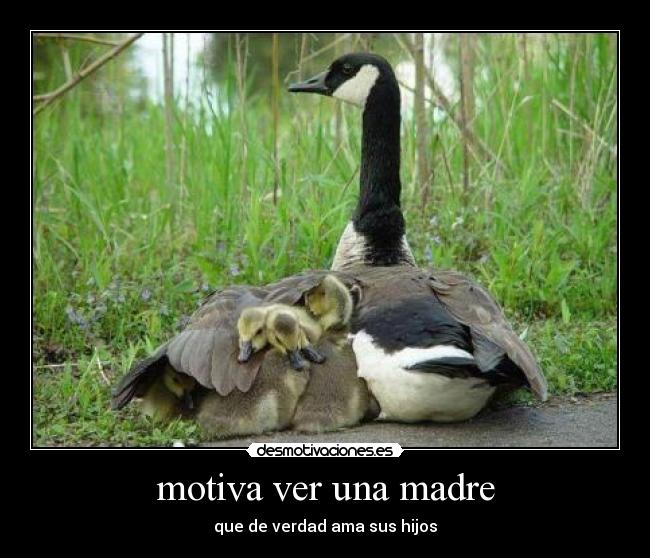 motiva ver una madre - 