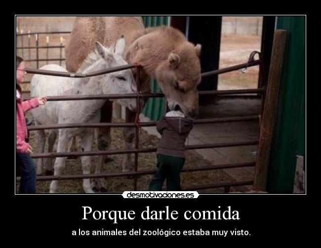 Porque darle comida -