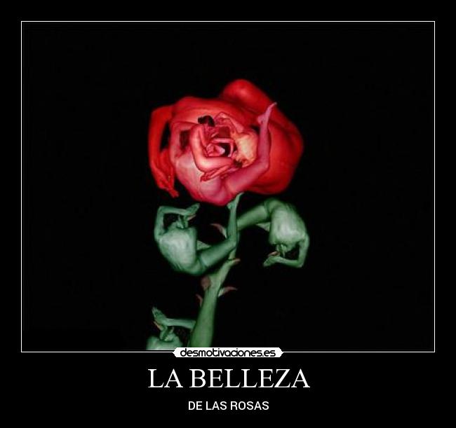 LA BELLEZA -