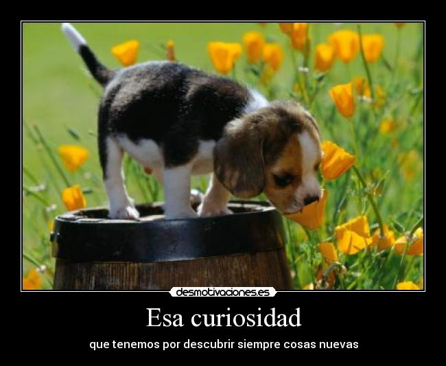 Esa curiosidad - que tenemos por descubrir siempre cosas nuevas
