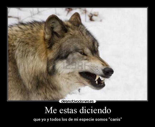 carteles nombre cientifico lobo canis desmotivaciones