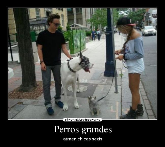 Perros grandes -