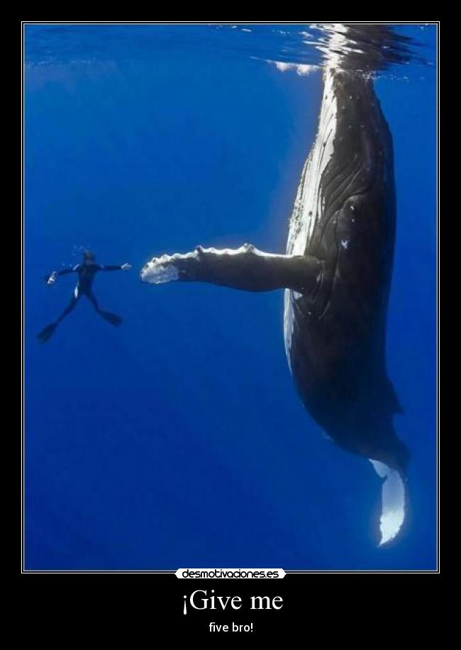 ¡Give me - five bro!