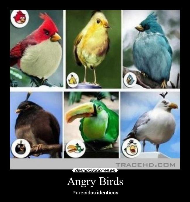 Angry Birds - Parecidos identicos