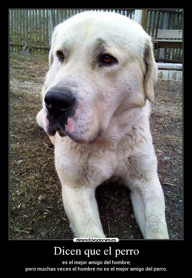 Dicen que el perro - 