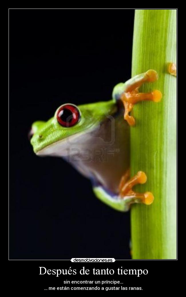 Después de tanto tiempo - sin encontrar un príncipe...
... me están comenzando a gustar las ranas.