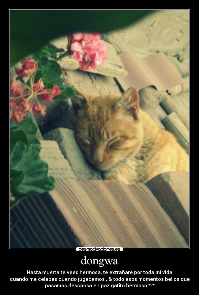 dongwa - Hasta muerta te vees hermosa, te extrañare por toda mi vida
cuando me celabas cuando jugabamos , & todo esos momentos bellos que
pasamos descansa en paz gatito hermoso *-*