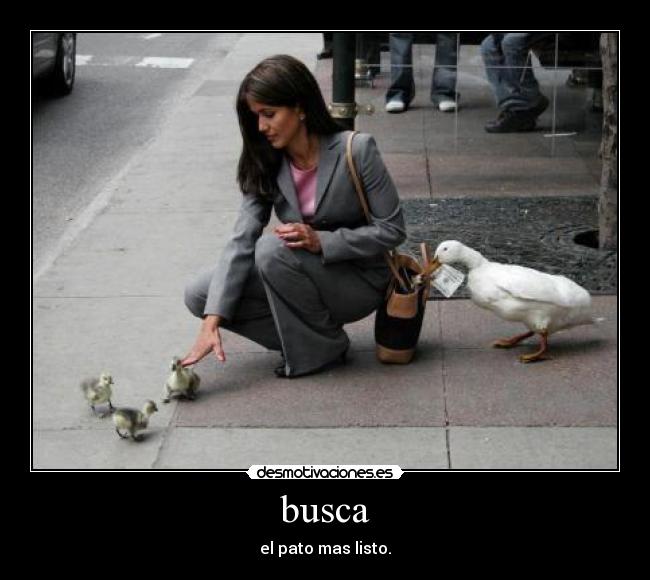 busca - 